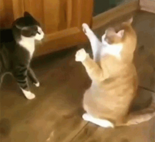 cat fight