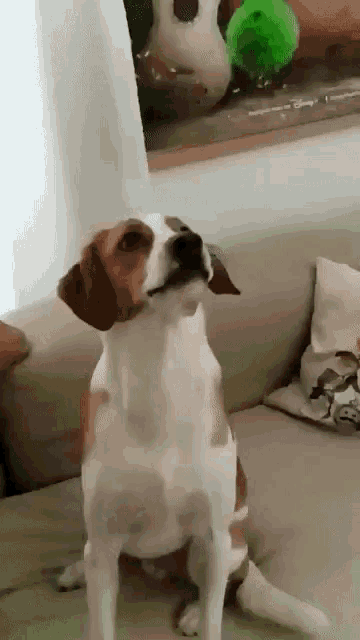 dog catching 