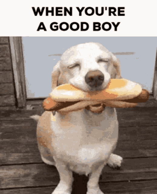 good boy